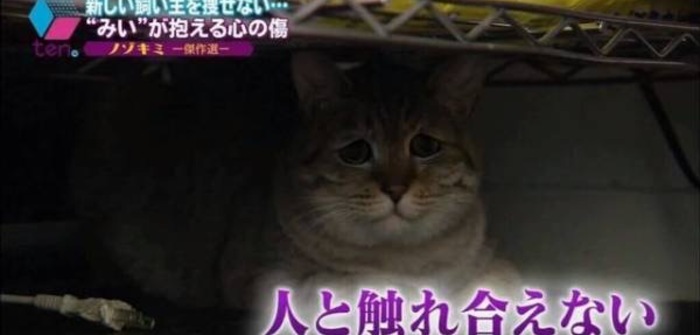 8no3ka Yan0 Pawoo Net Pawoo