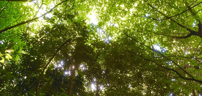 りざいる Leaflizard Leuku Pawoo Net Pawoo