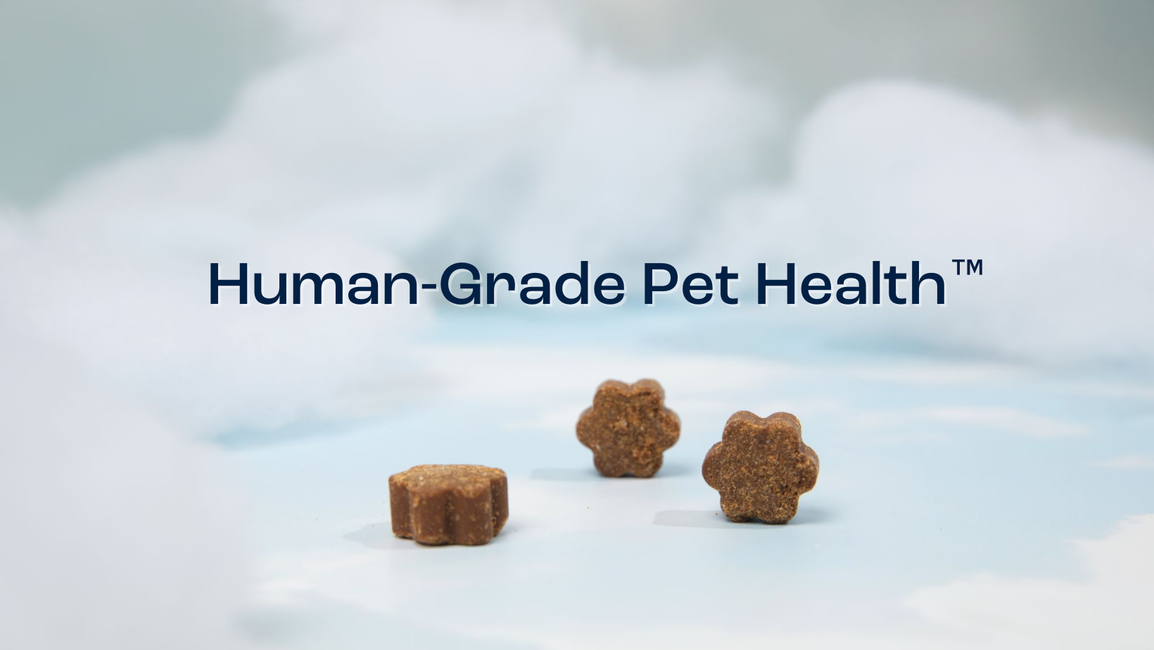 Dog is Human Multivitamin Pawoo 創作活動や自由な