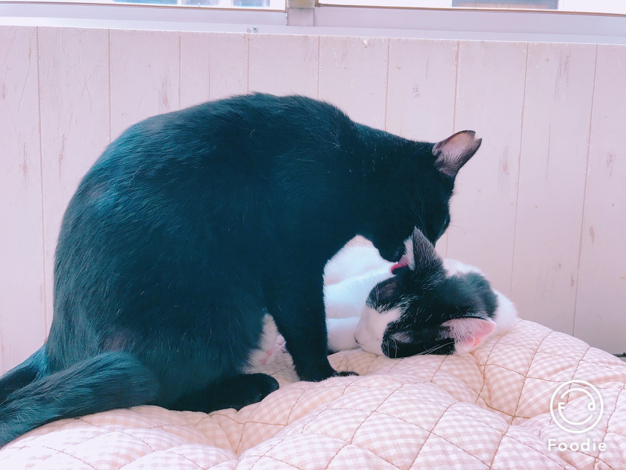 巳 Minadukikoyomi Pawoo Net Pawoo