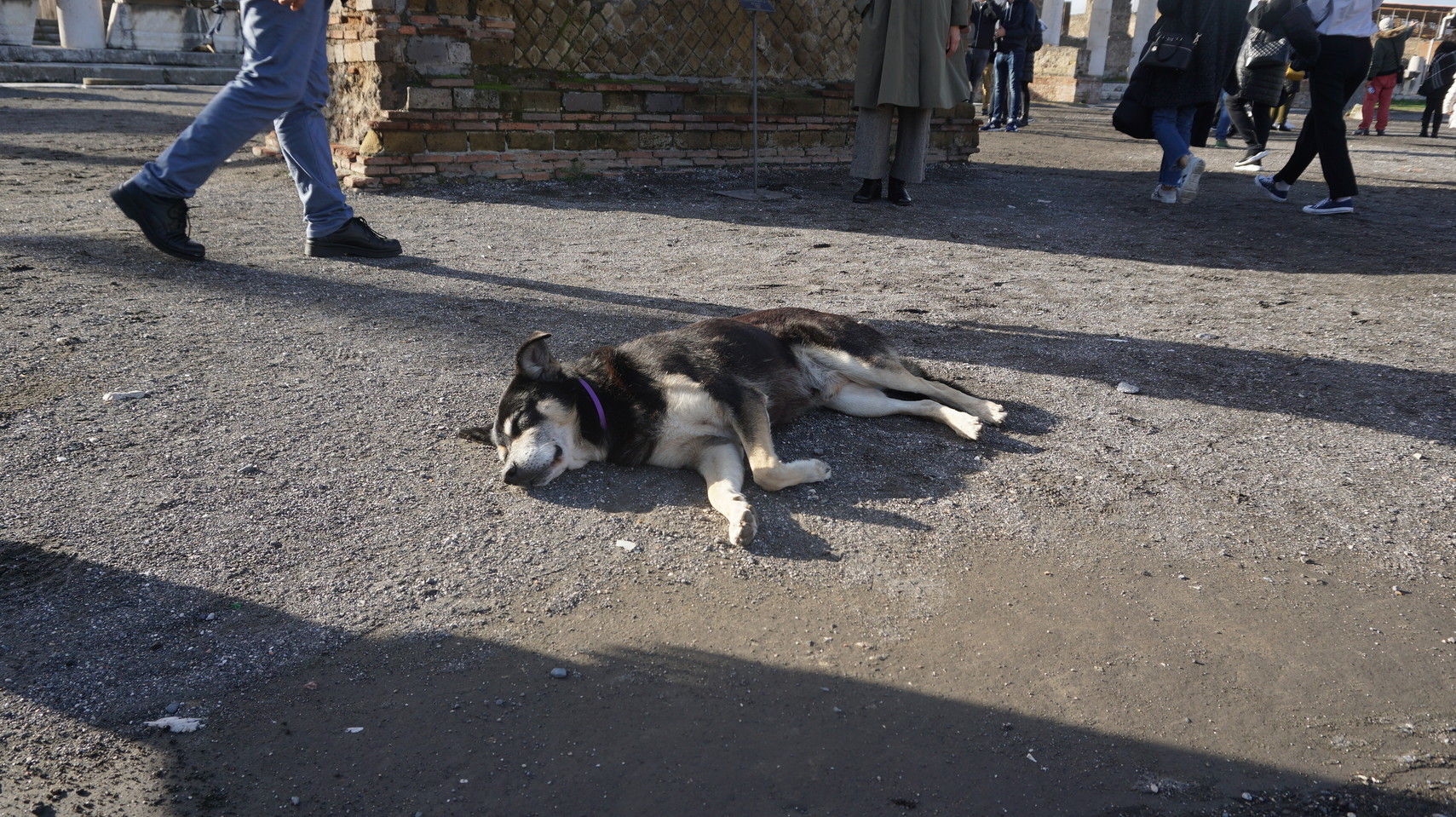 Maze これはポンペイ遺跡で寝てた犬です Pawoo