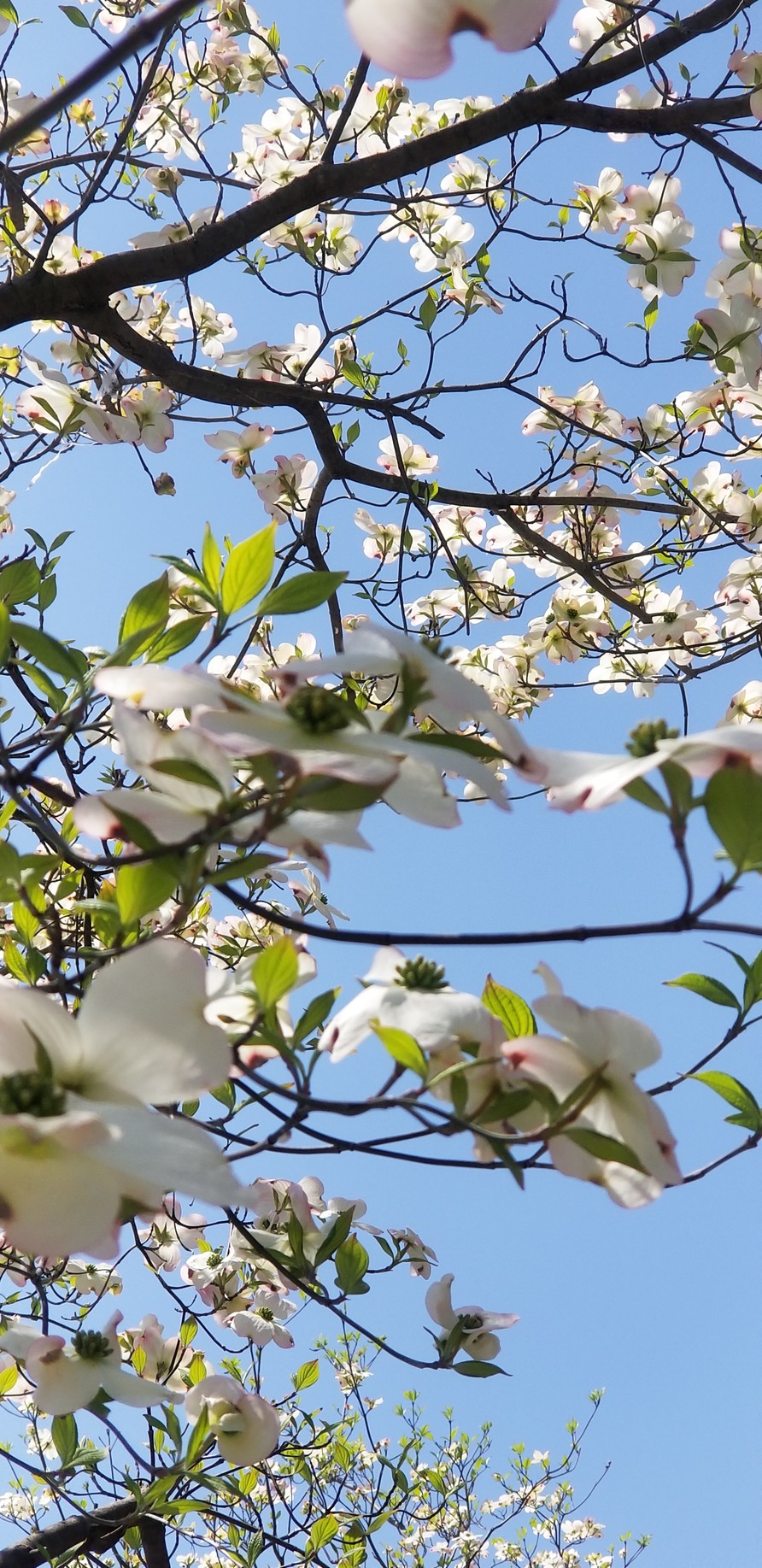 背文 ええーい やあ私ももらい泣き と毎回間違える花水木 花 Pawoo Net Pawoo