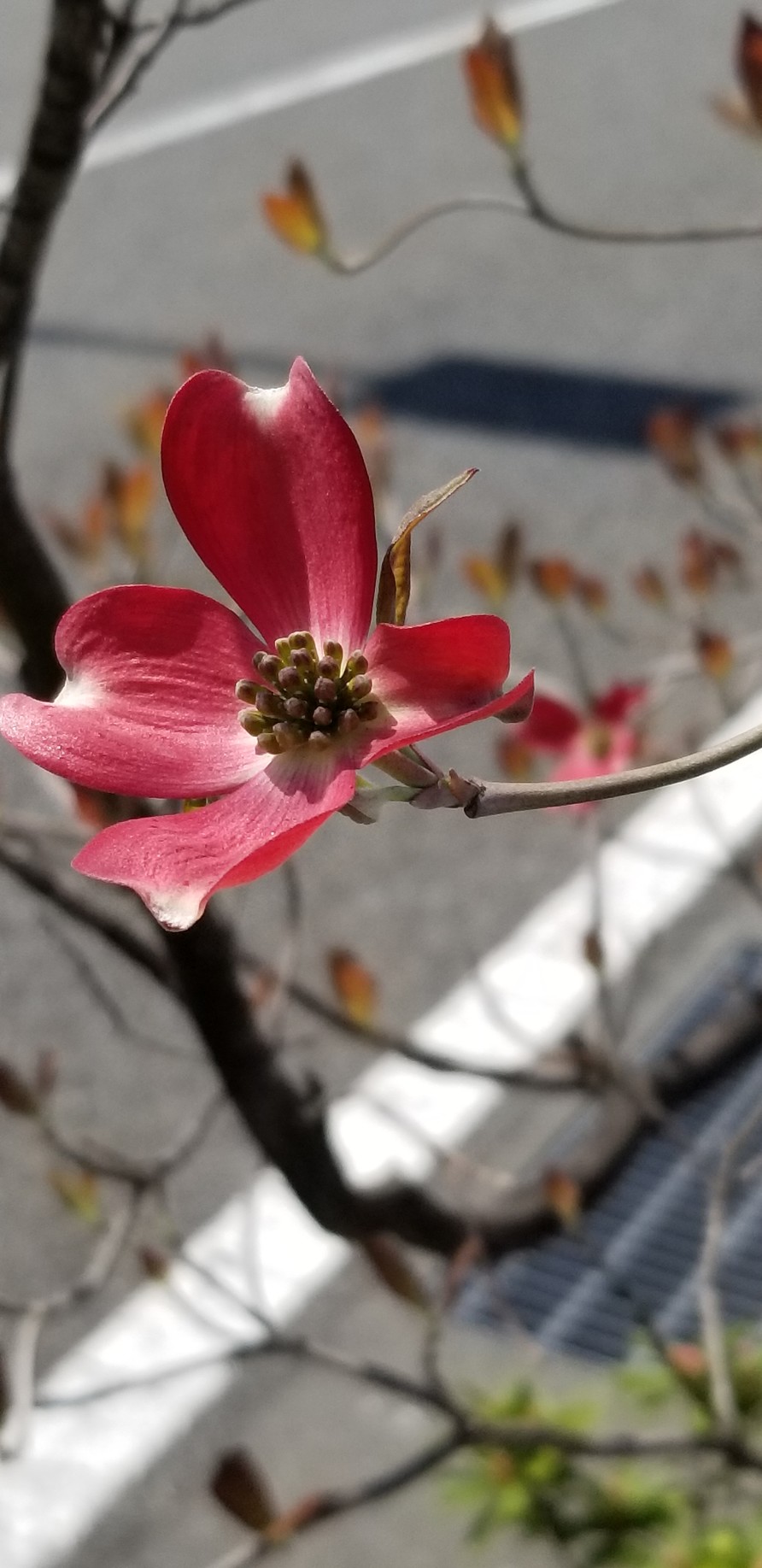 背文 ええーい やあ私ももらい泣き と毎回間違える花水木 花 Pawoo Net Pawoo