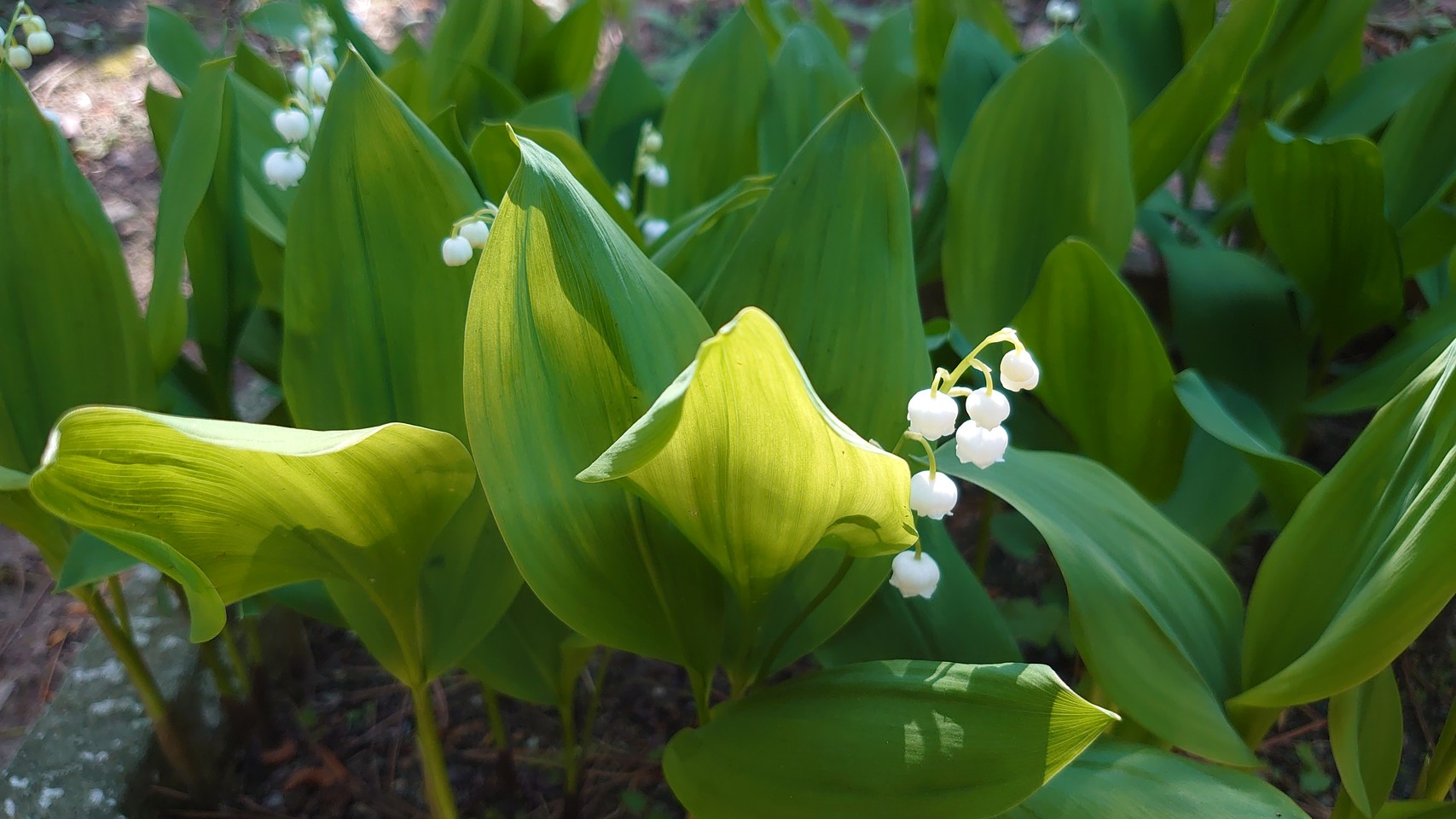 蟻玉葱 スズランの花 Pawoo