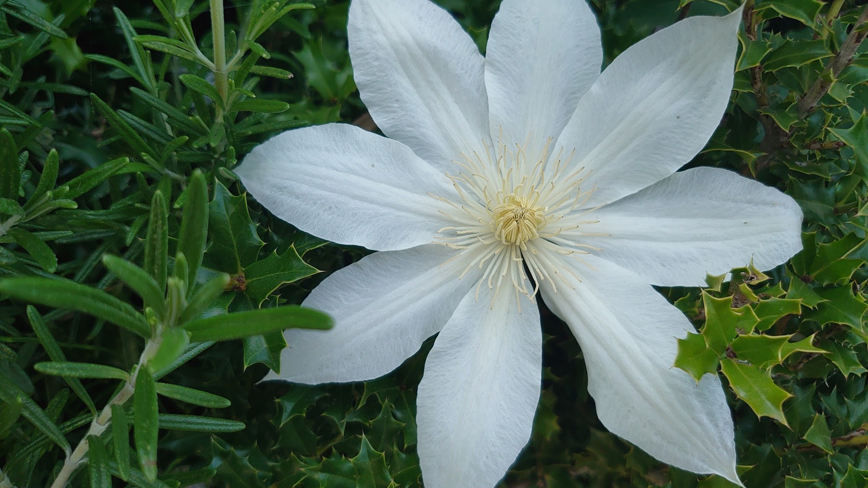蟻玉葱 カザグルマの花 Pawoo