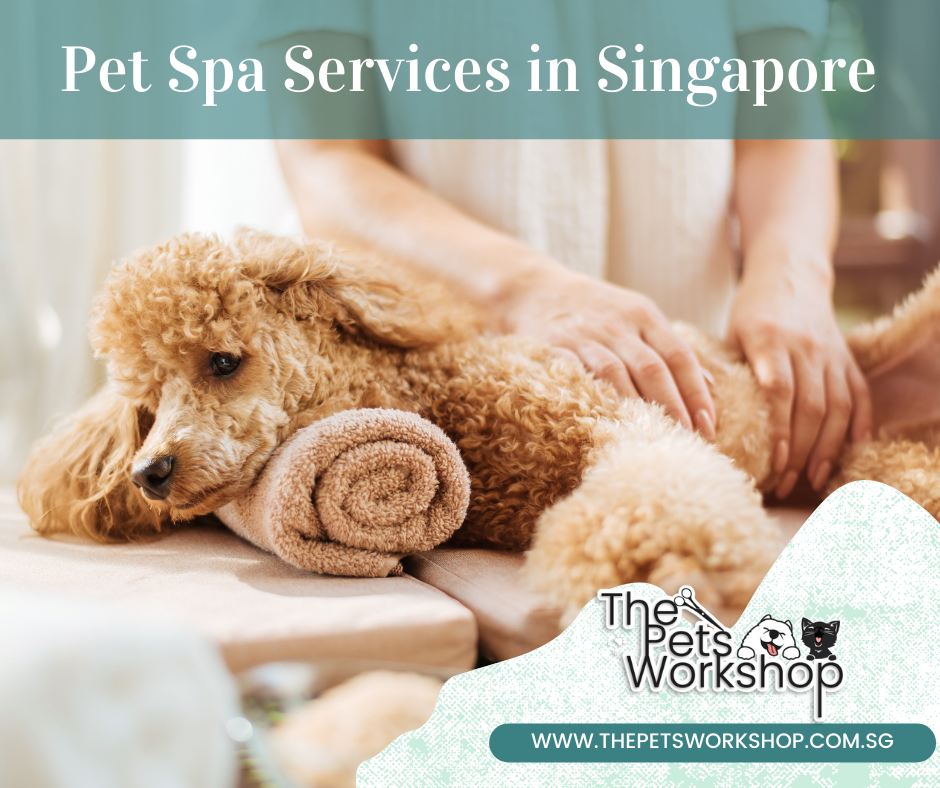 The Pets Workshop: 