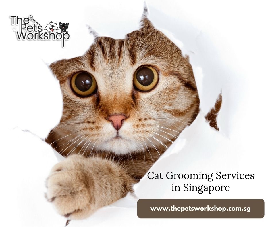 The Pets Workshop: 