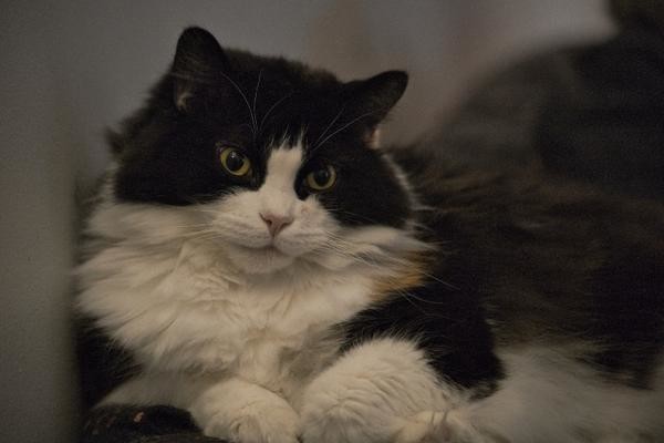 basilicum(バジル)🌿 Pawoo 創作活動や自由なコミュニケーションを楽しめる場